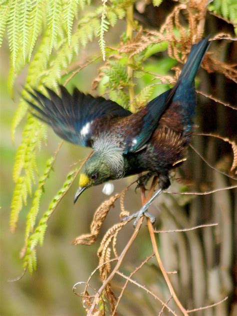 The Enchanting Aura of Tui Birds in Jacaranda Woodlands